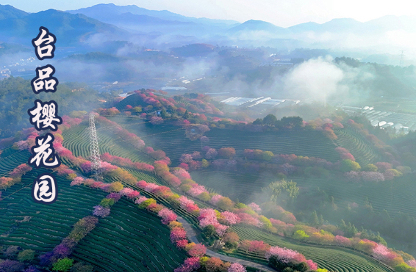 龙岩台品樱花茶园06有字.jpg